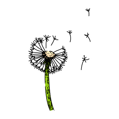 plant dandelion hand drawn. summer wind, floral illustration, meadow botany plant dandelion vector sketch. isolated color illustration