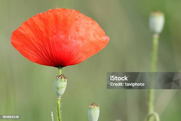 Foto de Red Papoula E Brotos e mais fotos de stock de Aviso de frágil - Aviso de frágil, Beleza, Beleza natural - Natureza