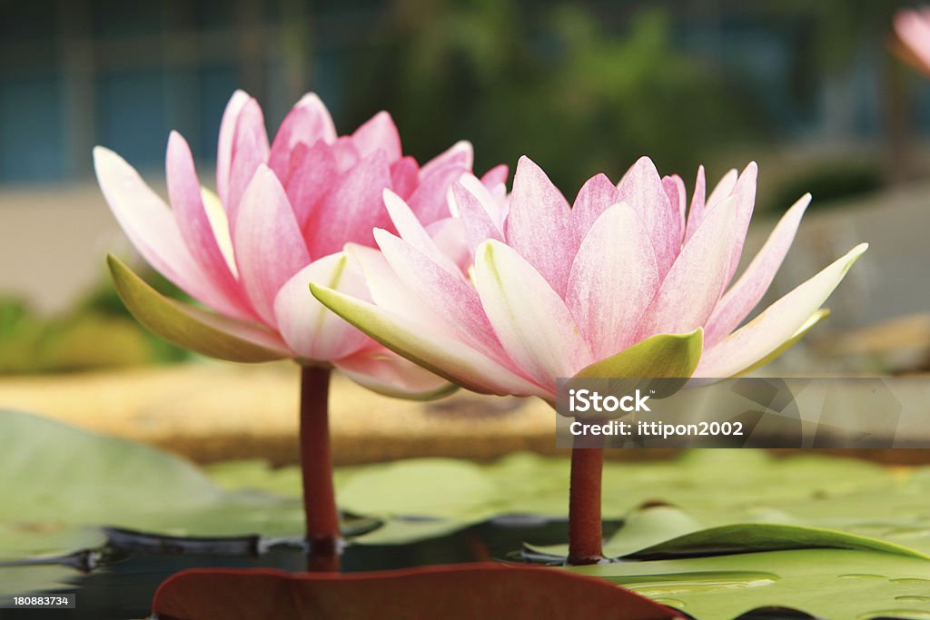 lotus - Foto de stock de Beleza natural - Natureza royalty-free