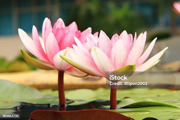 Foto de Lotus e mais fotos de stock de Beleza natural - Natureza - Beleza natural - Natureza, Botânica - Assunto, Cabeça da flor