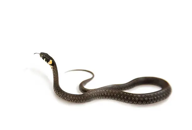 Photo of Grass snake