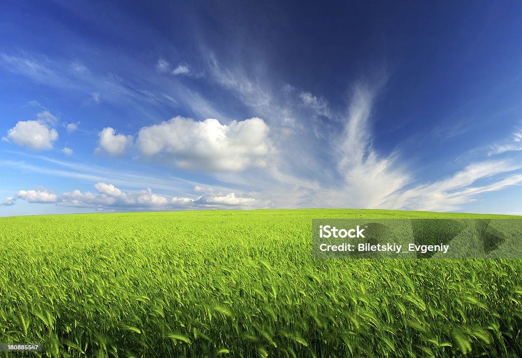 Agriculture Green field and cloudy sky. Agricultural composition Agricultural Field Stock Photo