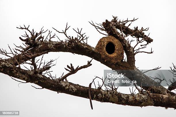 João De De Barro Foto de stock y más banco de imágenes de Casa - Casa, Casita de pájaros, Ciudad