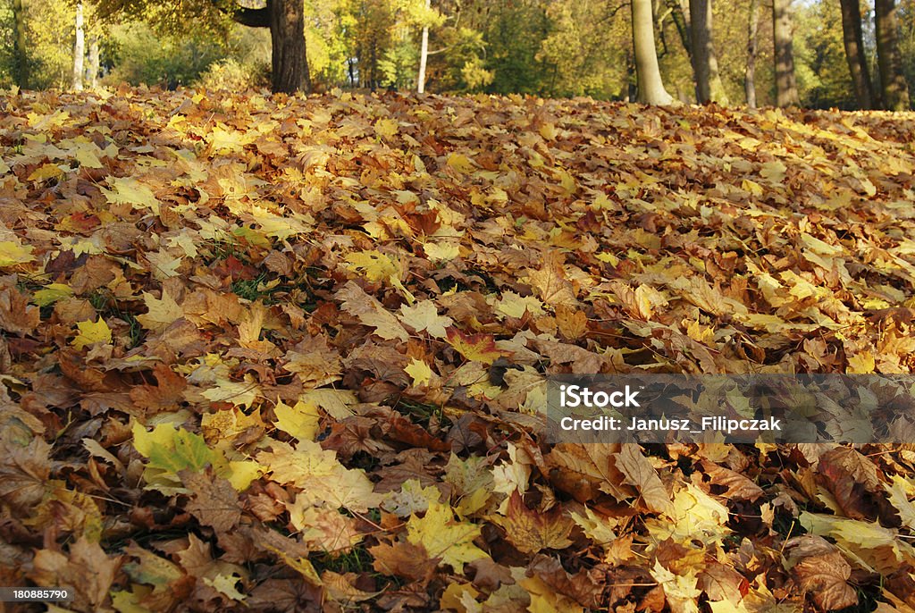 Herbstliche Farben - Lizenzfrei Ast - Pflanzenbestandteil Stock-Foto