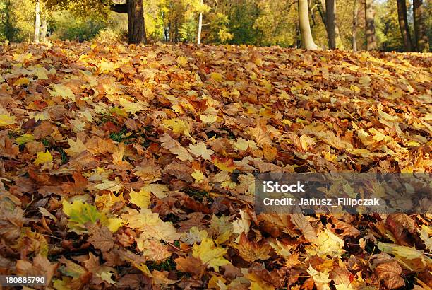 Herbstliche Farben Stockfoto und mehr Bilder von Ast - Pflanzenbestandteil - Ast - Pflanzenbestandteil, Baum, Blatt - Pflanzenbestandteile