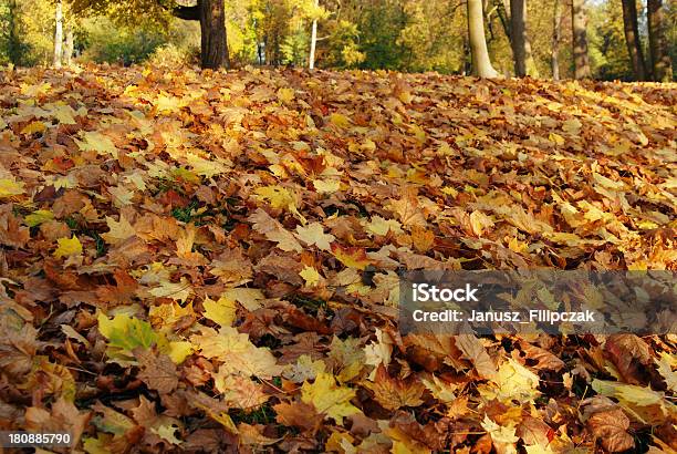 Photo libre de droit de Couleurs De Lautomne banque d'images et plus d'images libres de droit de Arbre - Arbre, Automne, Beauté