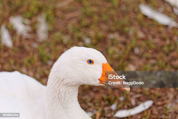 Blanco Gansos Foto de stock y más banco de imágenes de Agricultura - Agricultura, Andar, Animal