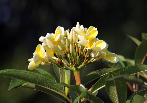 Bunch of yellow and white frangipani plumeria flowers on a tree in a garden