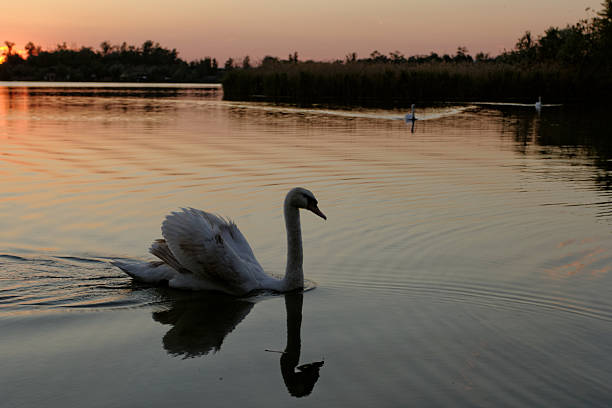 istock swan on lake at sunset 180886511