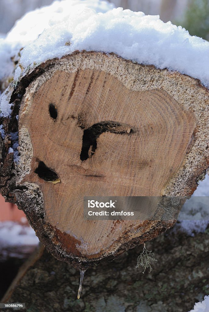 Snowy Log - Lizenzfrei Baum Stock-Foto