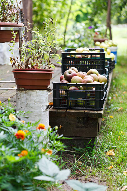 maçã no cesta - agriculture autumn apple greengrocers shop - fotografias e filmes do acervo