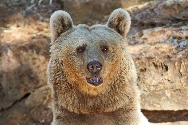 istock Big Bear posing for visitorsi in Tel Aviv 180886968