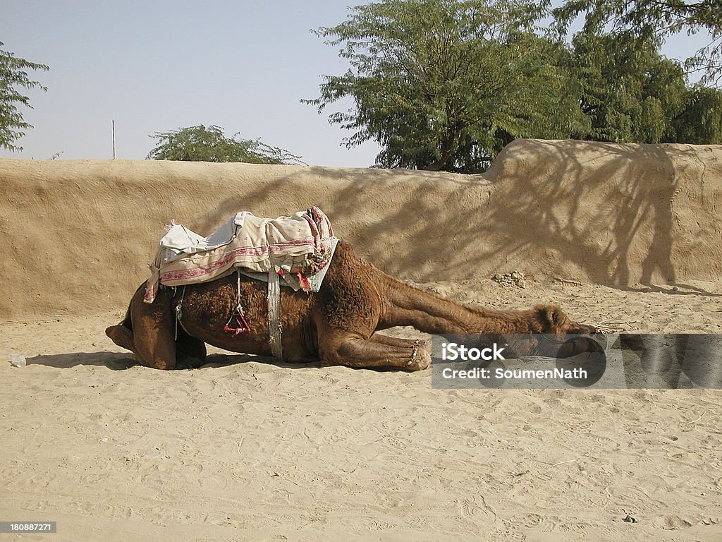 Cammello nel deserto a riposo - Foto stock royalty-free di Ambientazione esterna