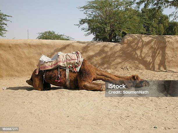 Foto de Descanso De Camelos No Deserto e mais fotos de stock de Animais de Safári - Animais de Safári, Animal, Animal doméstico