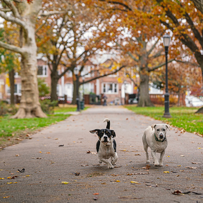 Two cute dogs walking at the park in Brooklyn New York