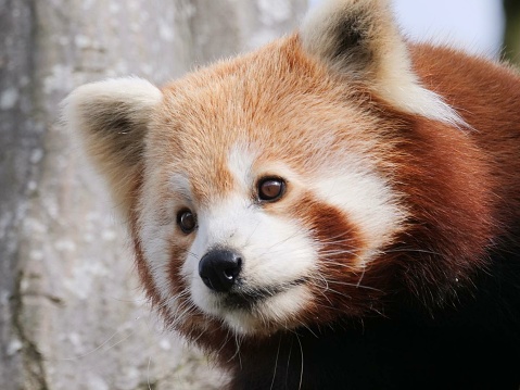 Tiny explorer in a rust-hued world, the red panda embodies curiosity with every fluffy step.
