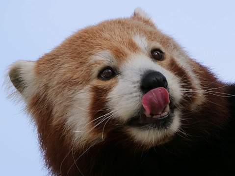 The red panda has a false thumb, which is an extension of the wrist bone. This thumb helps them grasp bamboo and manipulate objects, showcasing their unique adaptation for an arboreal lifestyle.