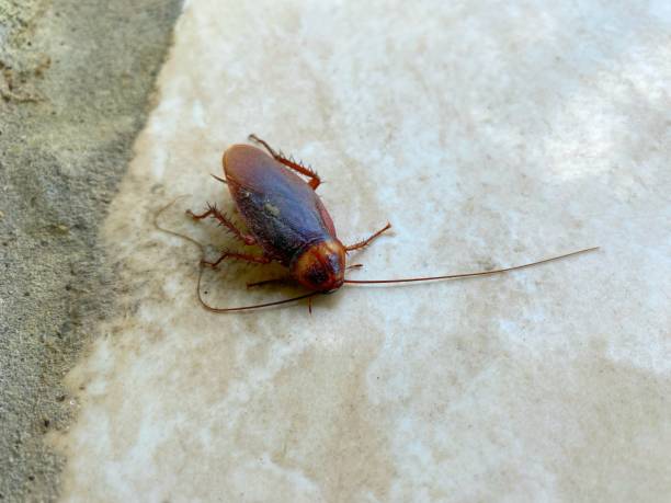 istock portrait of a dead cockroach 1808883084