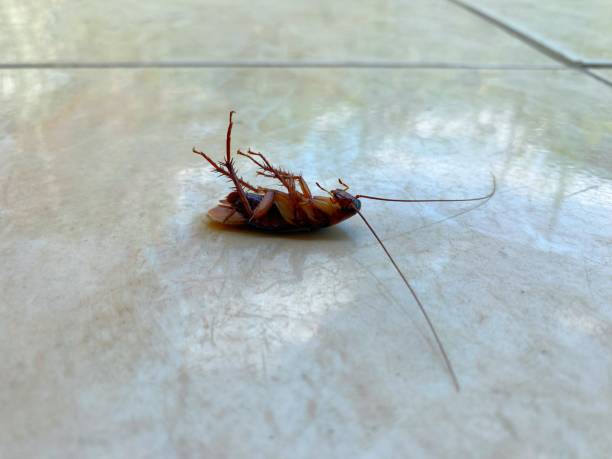 istock portrait of a dead cockroach 1808883859