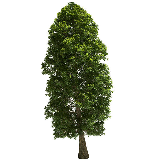 リンデンツリー絶縁 - tree tall poplar tree bark ストックフォトと画像