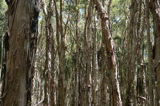 Dense forest of paperbark trees (Melaleuca quinquenervia) at the paperbark forest walk in agnes water, queensland, australia