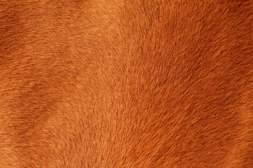 close up of textured pelt from a brown horse