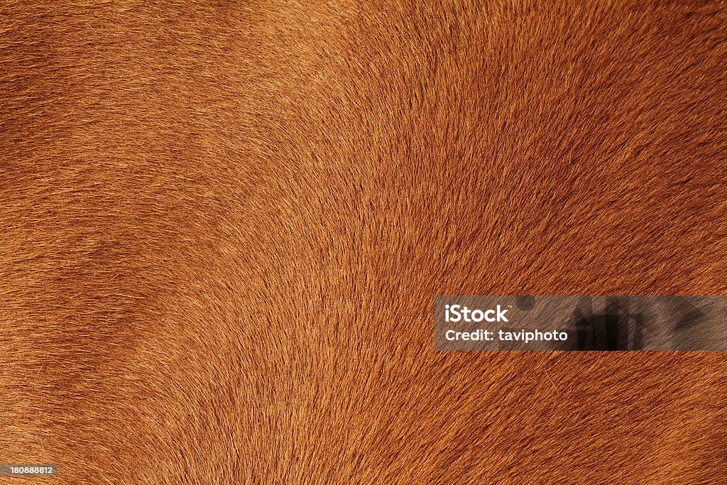 textured pelt of a brown horse close up of textured pelt from a brown horse Animal Hair Stock Photo