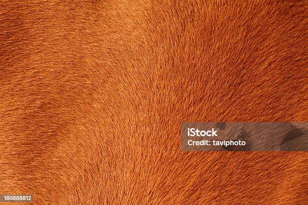 Textured Pelt Of A Brown Horse Stock Photo - Download Image Now - Animal Hair, Textured, Horse