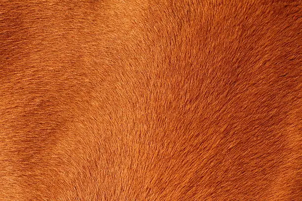 Photo of textured pelt of a brown horse