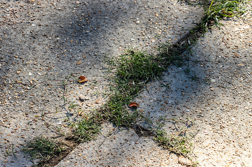 Cracks and gaps in concrete filled with grass and weeds