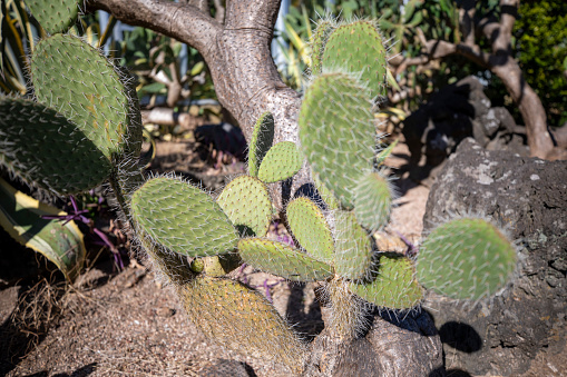 This is a cactus growing in nature.