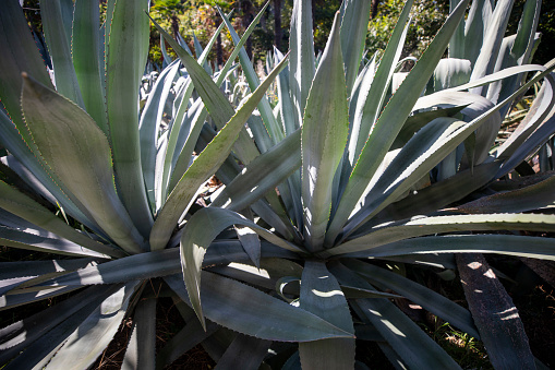 Agriculture. Rows in the field with a useful plant Aloe Vera grow in the open ground.