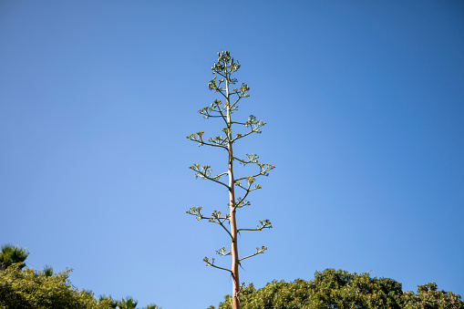 This is an agave growing in nature.