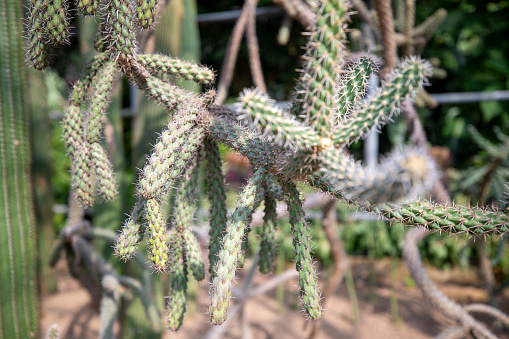 This is a prickly cactus growing in nature.