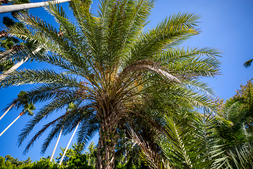 Palm tree plantation field with this vegetation of Middle East palms