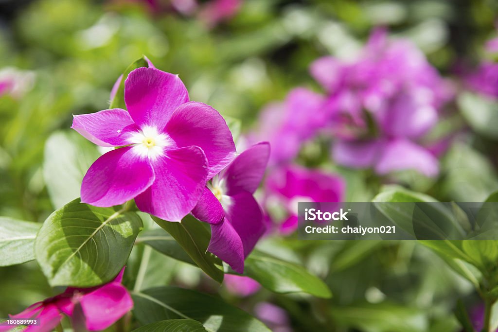 Hermosa rosa flores madagascar bígaro de la vinca - Foto de stock de Abril libre de derechos