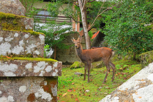 veado no grande santuário kumano-nachi taisha em nachisan, - higashimuro - fotografias e filmes do acervo