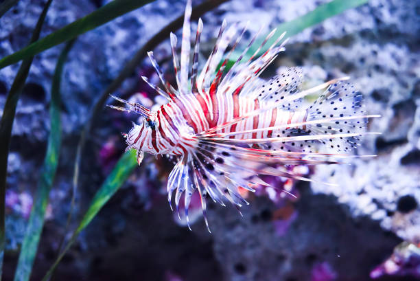 broadbarred lionfish or spotfin lionfish in aquarium broadbarred lionfish or spotfin lionfish in aquarium pterois antennata lionfish stock pictures, royalty-free photos & images