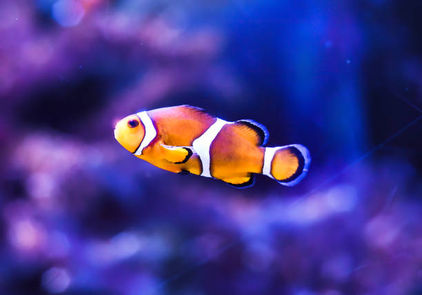 A school of orange and white clownfish in an aquarium next to polyps and black spiny sea urchins.
