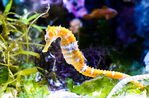 Barbour's seahorse (Hippocampus barbouri) close up in aquarium of Thailand