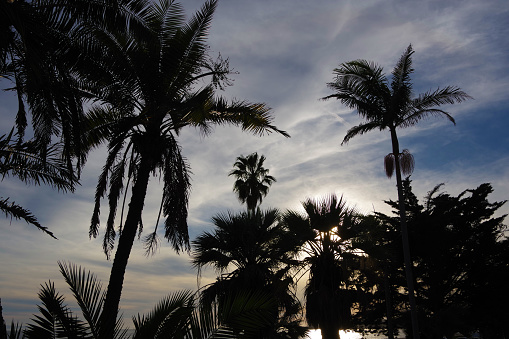 Sundown behind Santa Barbara Beach Palms in November