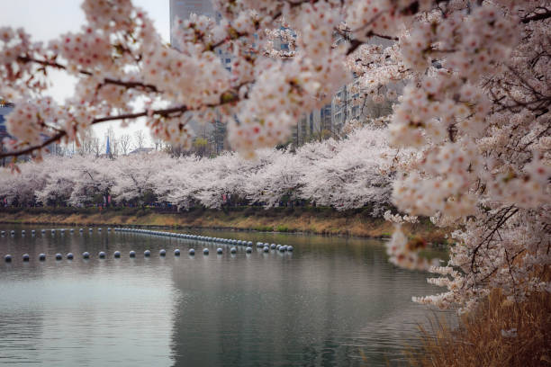 The primary schoolchild who carried a schoolchild's satchel on its back walks the path of the cherry tree.