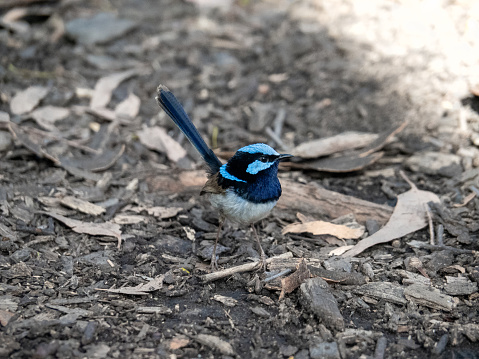 The superb fairywren is a passerine bird in the Australasian wren family, Maluridae, and is common across south-eastern Australia. They can be found in almost any area that has a little dense undergrowth for shelter, including grasslands with scattered shrubs, moderately thick forests, woodlands, heaths, and even domestic gardens.
Murramarang is a national park in NSW, Australia, 206 km southwest of the city of Sydney. It follows the coastline from Long Beach north to Merry Beach near Ulladulla. It's surrounded by three state forests, Kioloa, South Brooman, and Benandarrah.