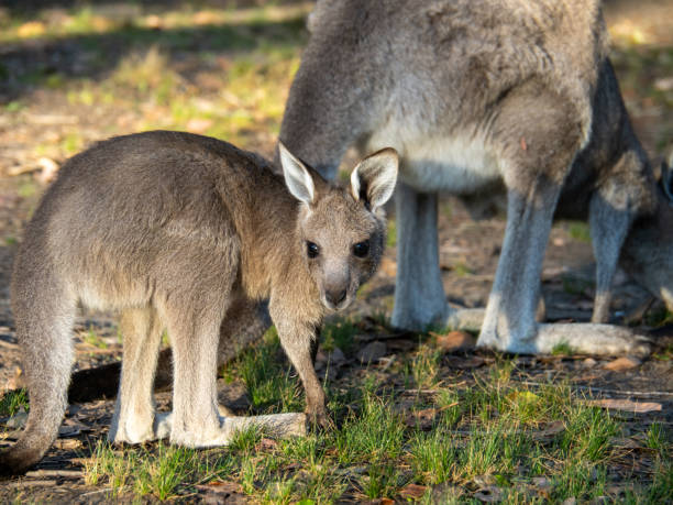 istock Kangaroos on the Murramarang South Coast Walk 1808917681