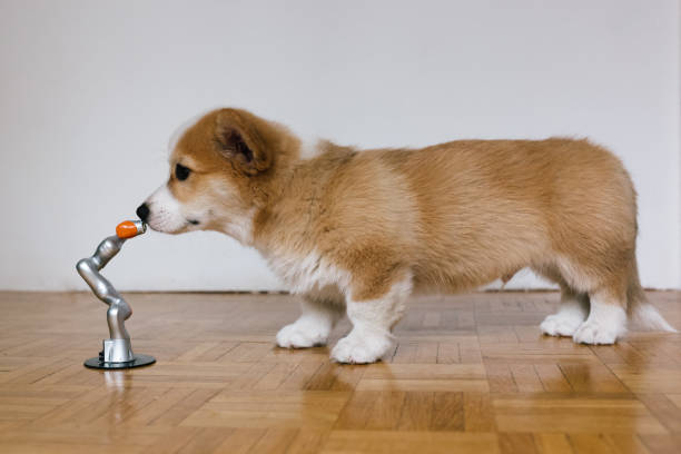 istock Corgi puppy makes contact with a robotic arm 1808917752