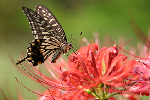 Close-up. Asian swallowtail butterfly. Red spider lily (Lycoris radiata).