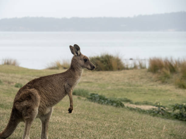 istock Kangaroos on the Murramarang South Coast Walk nearly Maloneys Beach 1808920435