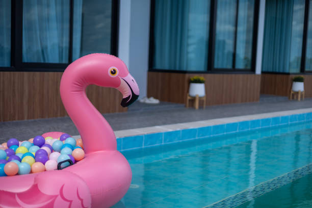istock swan swimming in the pool 1808920948