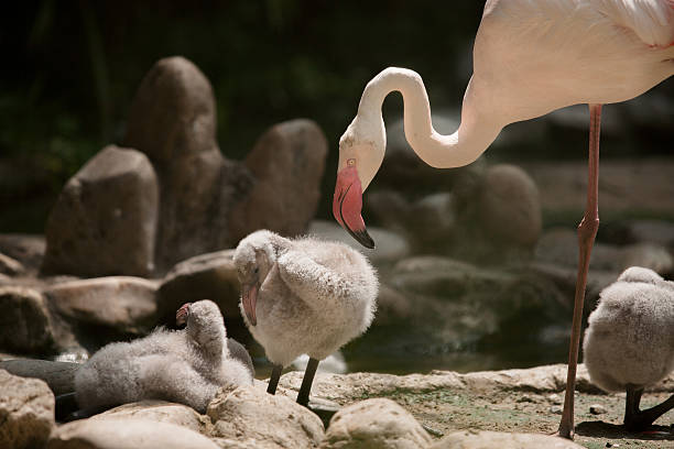 istock Greater Flamingo family (Phoenicopterus roseus) 180892567