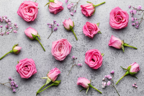 Colored gypsophila flowers and pink roses on concrete background Colored gypsophila flowers and pink roses on concrete background with copy space. mothers day horizontal close up flower head stock pictures, royalty-free photos & images